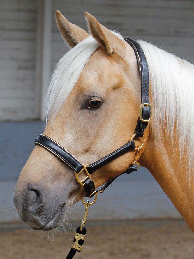 Lederhalfter schwarz Gold