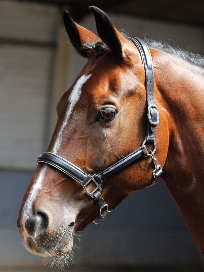 Lederhalfter schwarz silber